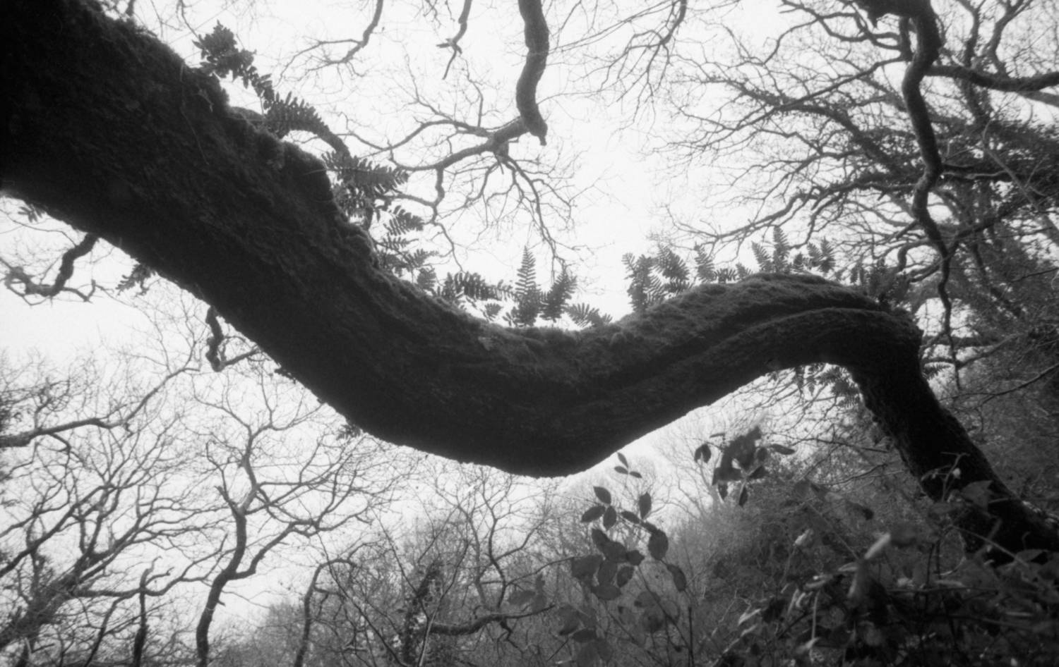tree with moss